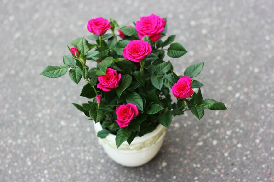 Totokzww/shutterstock.com