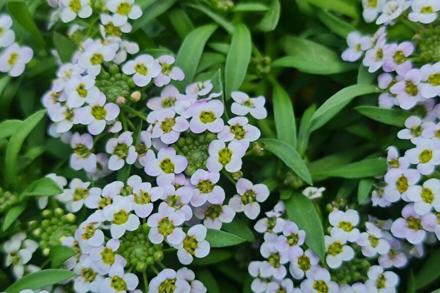 Lee ArtPhotos/shutterstock.com