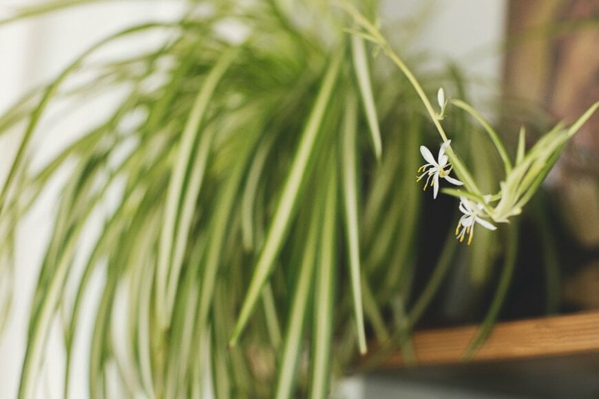 【リビングにひと鉢】白い花やリーフが涼しげな「観葉植物」3選。初夏のインテリアグリーンに