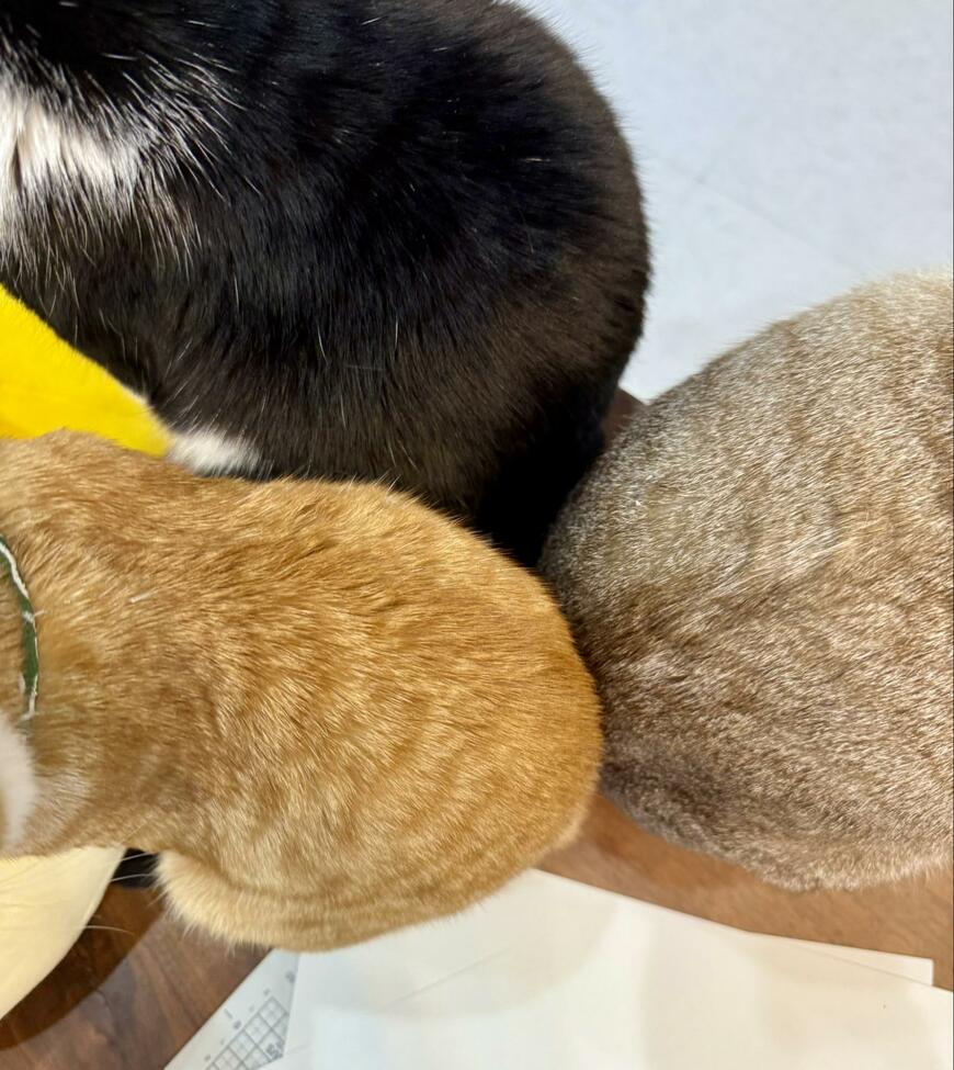 出所：@omochi_nam01