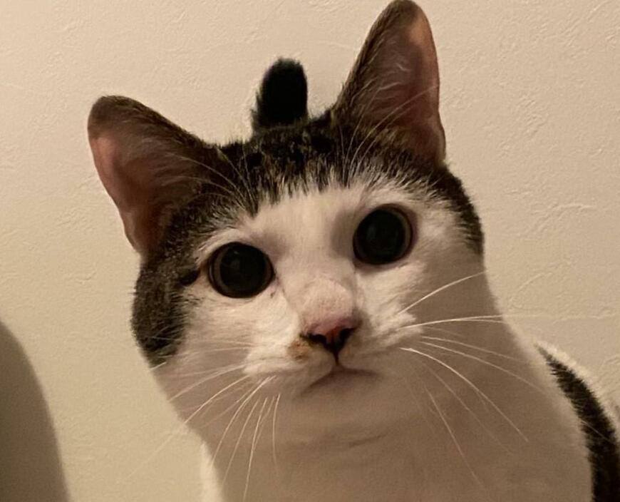 出所：@Saeroyi_cat