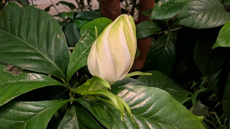 出所：林家たい平の公式ブログ　参照日：2026-06-19