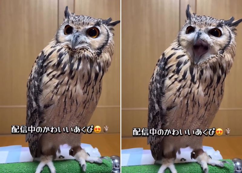 出所：@ba_chantolatte