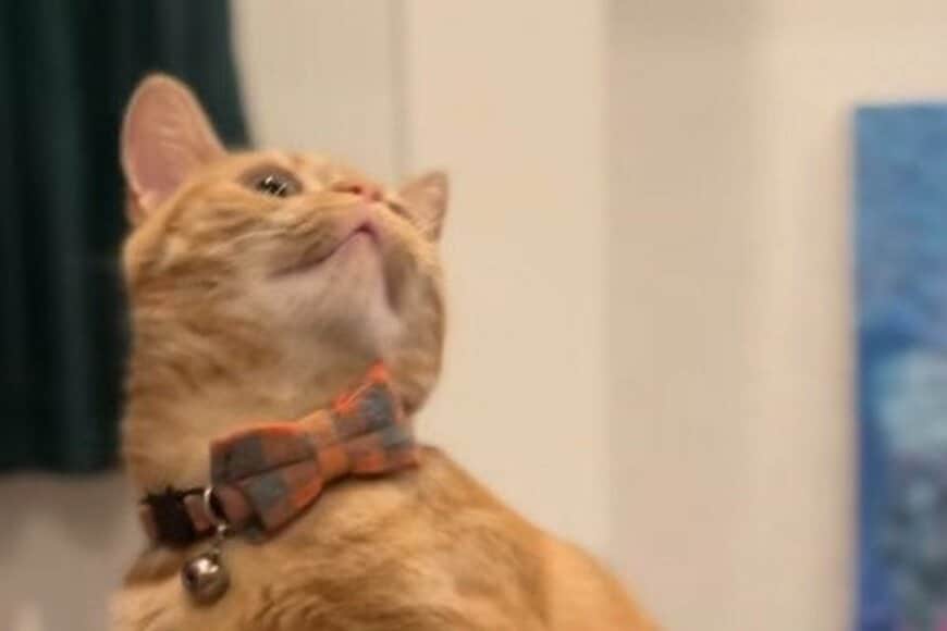 【スーパーモデル爆誕】猫がふいに見せた「完璧なポーズ」→才能が開花した瞬間が話題「首の角度が絶妙すぎる」