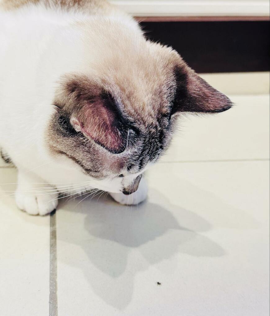 出所：@piennekomint