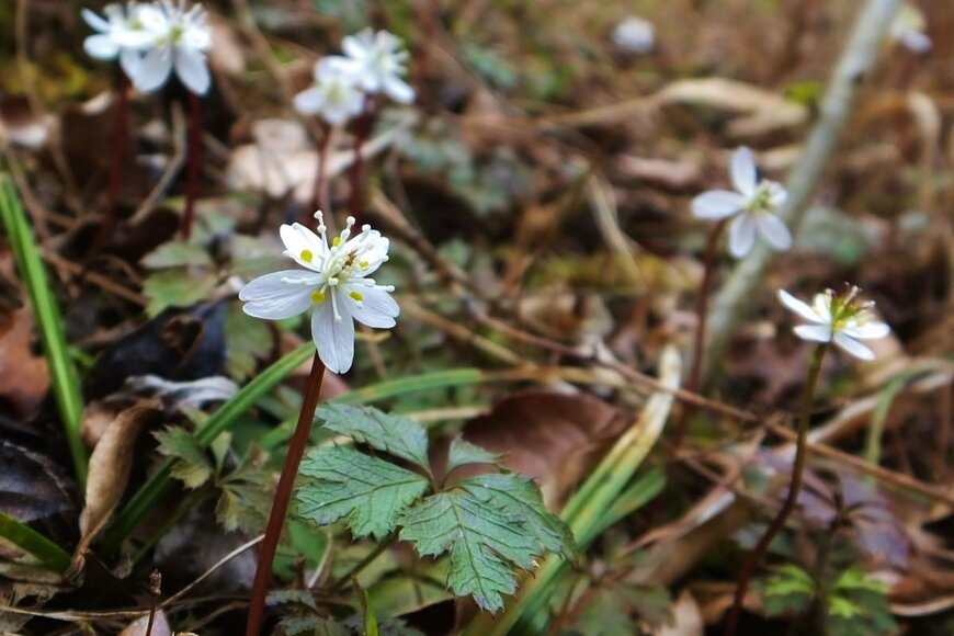バイカオウレン　shiro_ring/shutterstock.com