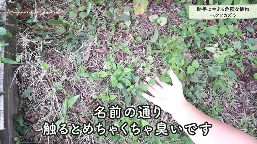 出所：@miyuki.garden