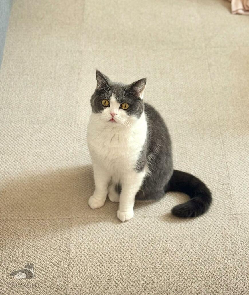 出所：@omochiomoching