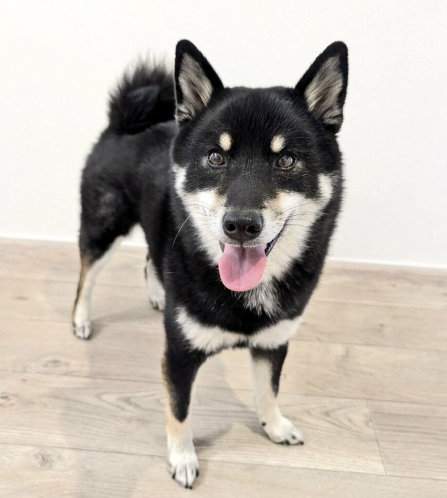 出所：@BLshiba_tensuke