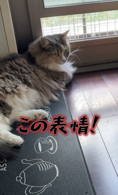 出所：＠cat.kinakomochi