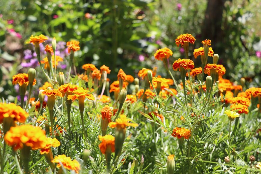 brkaryel/Shutterstock.com