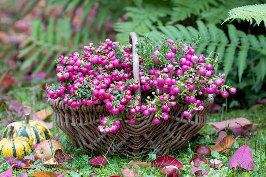 ペルネッティア　　　Natalia Greeske/shutterstock.com