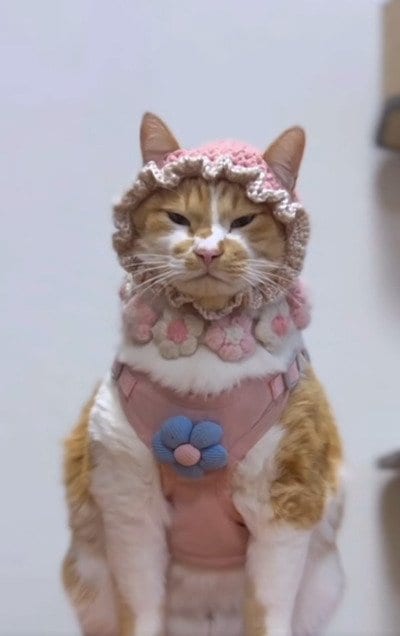 出所：＠monburan_sanpo