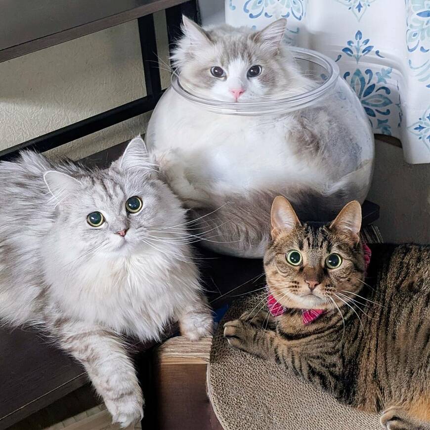 「仲良し猫3匹」の集合写真に違和感　あまりにも様子が違う一匹に「表情すごすぎ」