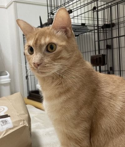 出所：＠Teagle_Noir