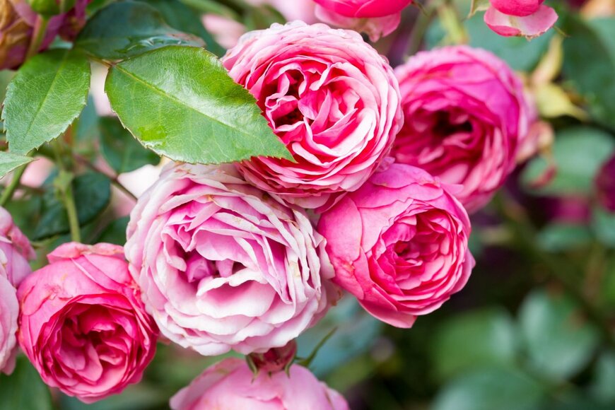 Spring_summer/shutterstock.com