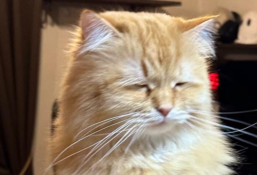 出所：@NEKOLAND13