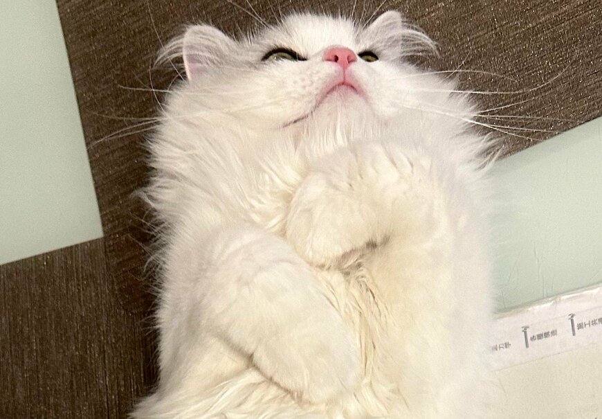 出所：@NEKOLAND13