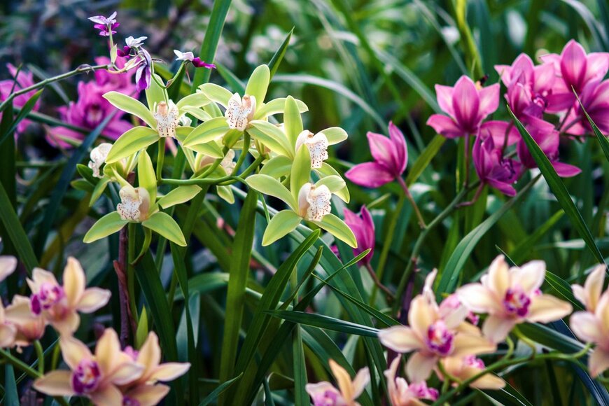 【ラン】美しい花が咲く！定番人気のオススメ品種5選、基本の育て方やコツも紹介