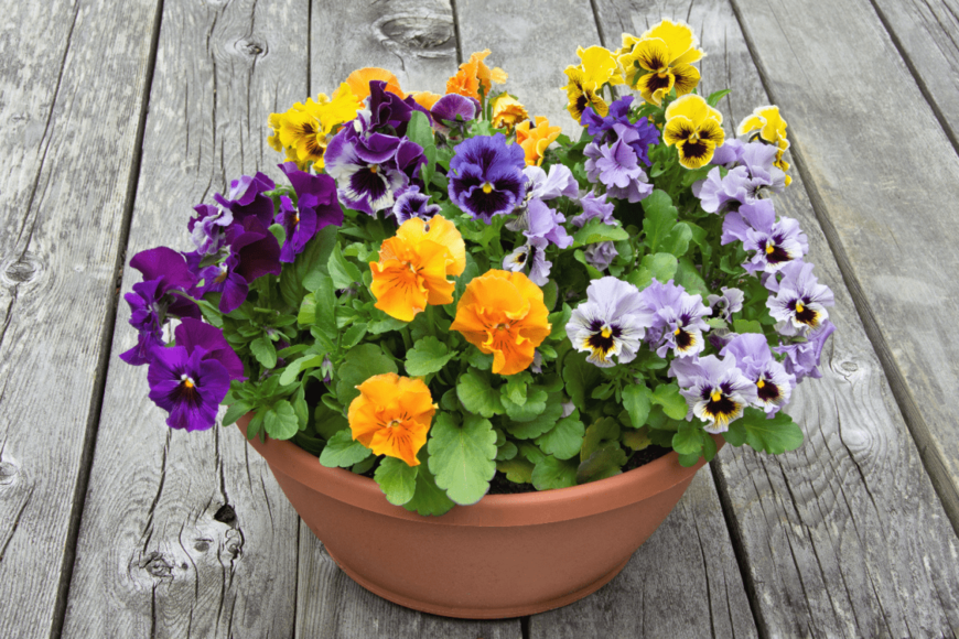 【ガーデニング】早春の庭を華やかに彩る！パンジー・ビオラの寄せ植えパターン6選