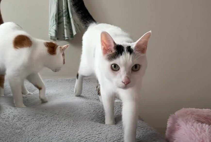 投稿動画のワンシーン