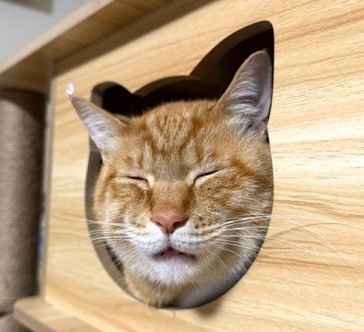 リチャードくんによる「型抜きチャレンジ」！