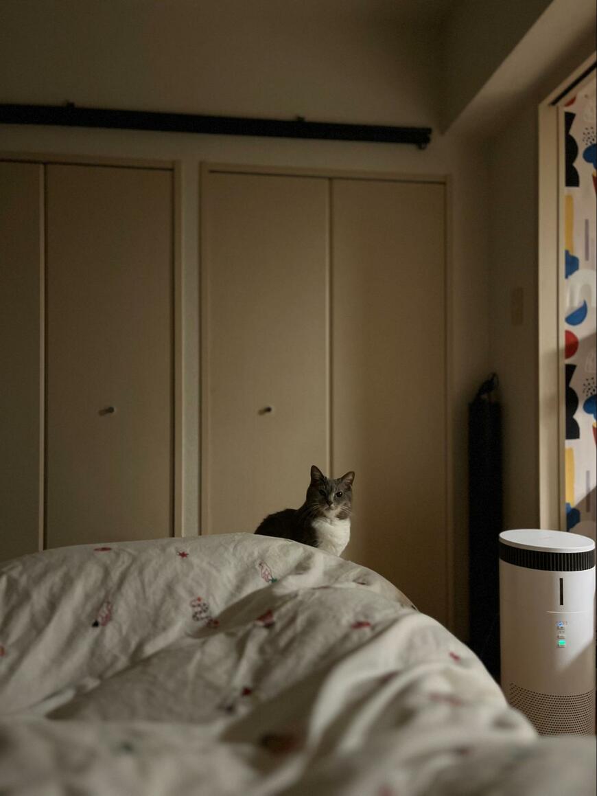 何かを訴える猫