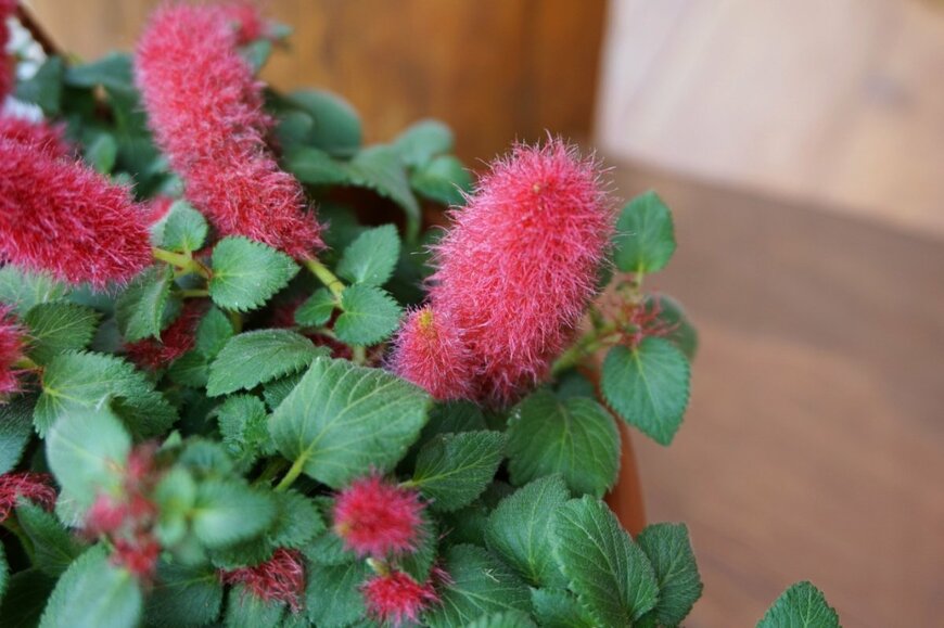 キャッツテール