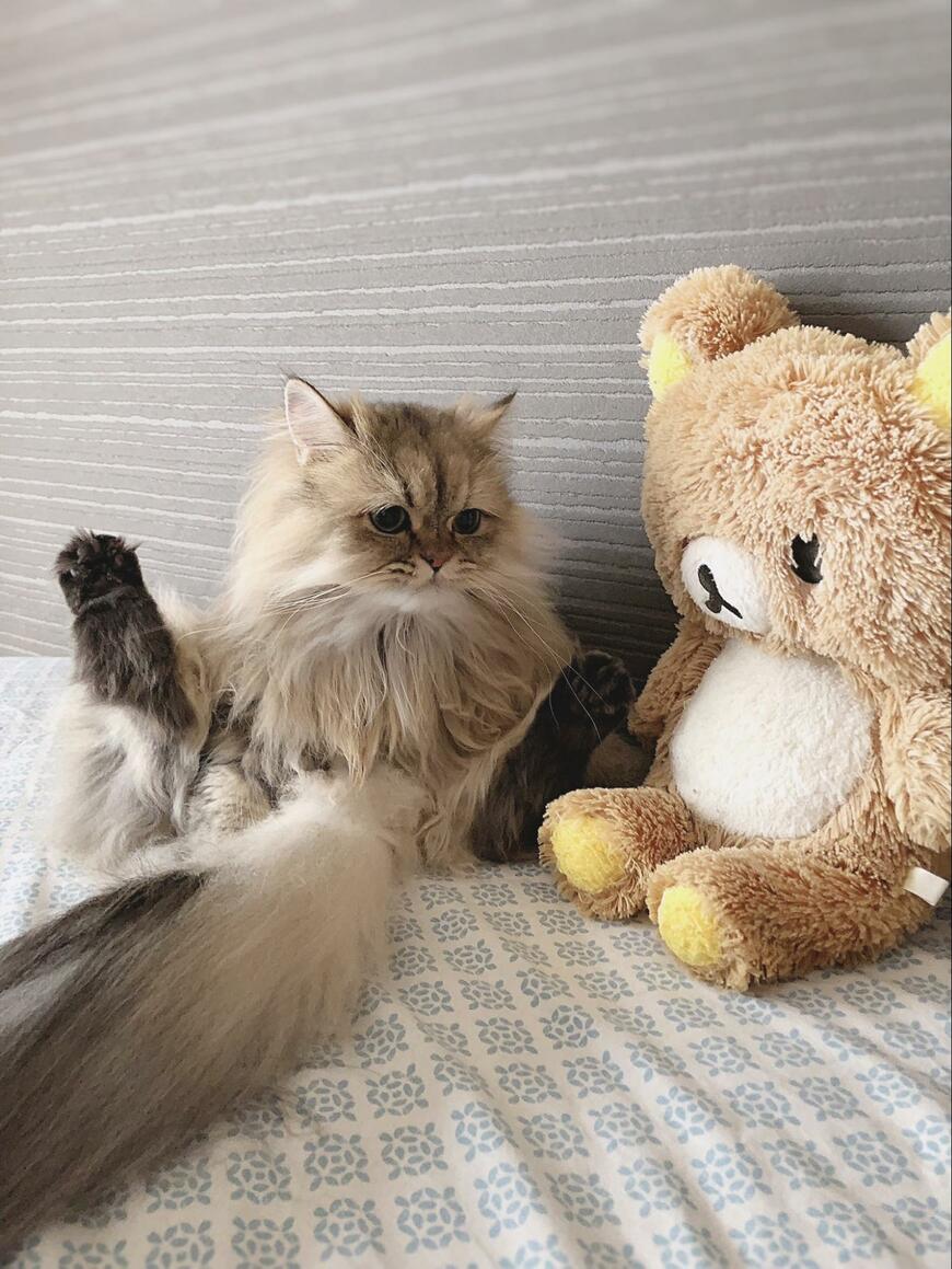 ぬいぐるみと猫