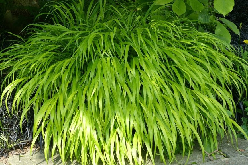 明るい緑色の細長い葉を広げている、フウチソウ