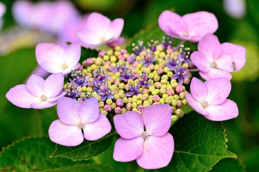 ピンクのガクアジサイの花