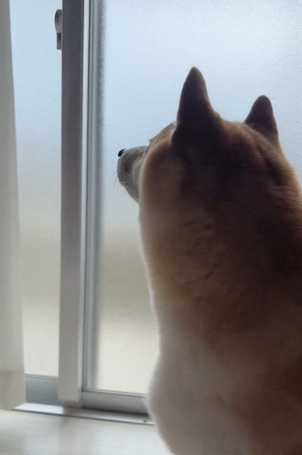 目を離せない犬