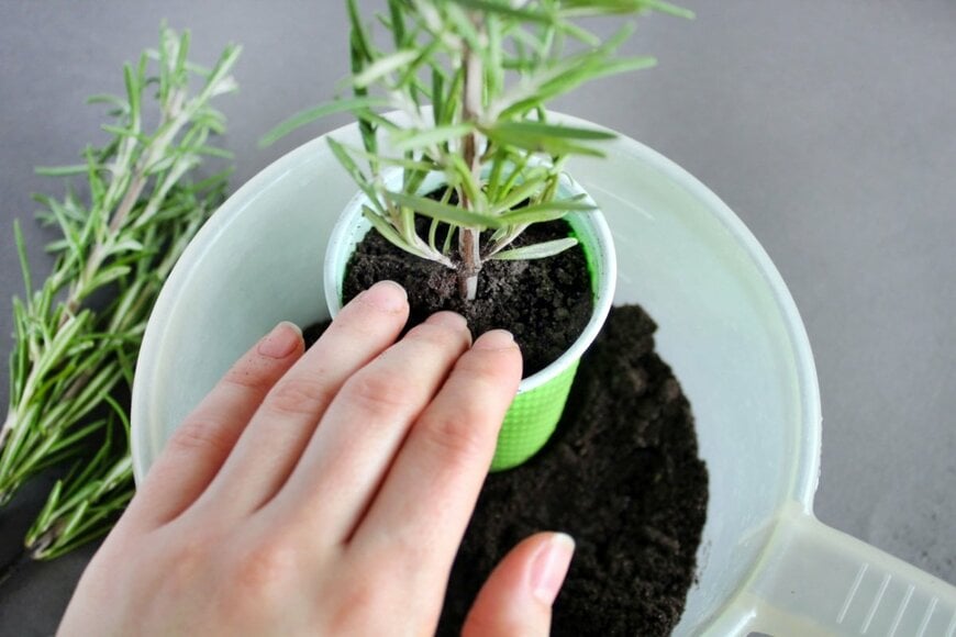 紙コップにローズマリーを植えている様子