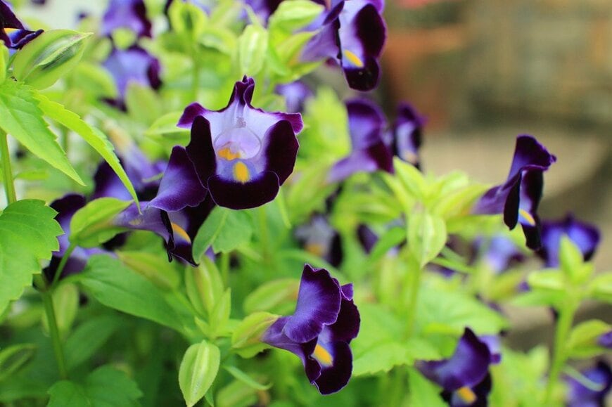 濃い紫色の花を咲かせている、トレニア