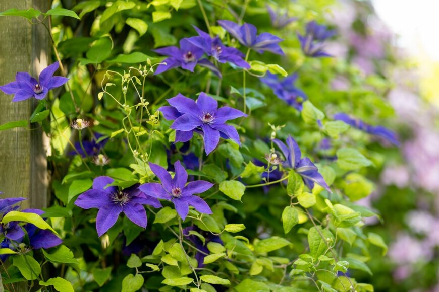 青いクレマチスの花
