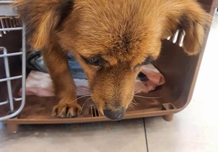 動物病院に運ばれ、うつむくニューイヤー