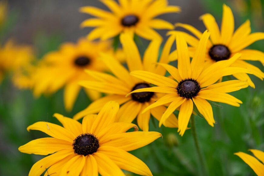 明るい黄色の花を咲かせているルドベキア