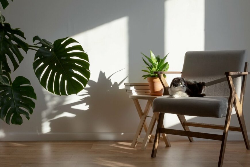 サンセベリアとモンステラが飾られた室内。ソファーの上には猫がいる