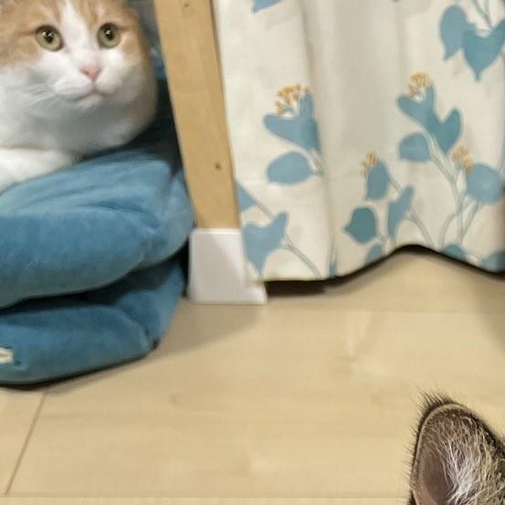猫の写真