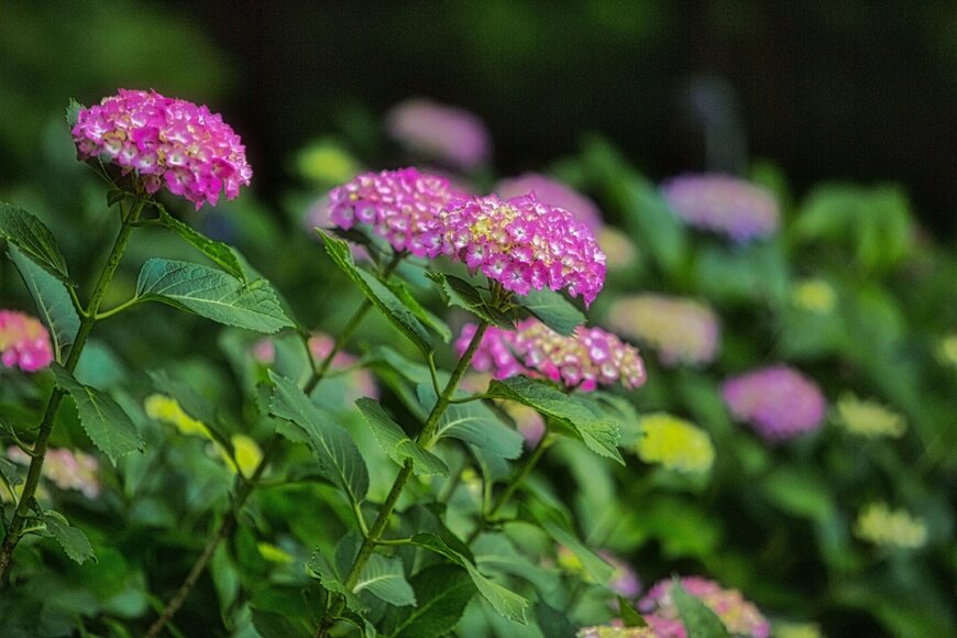 濃いピンク色のアジサイ