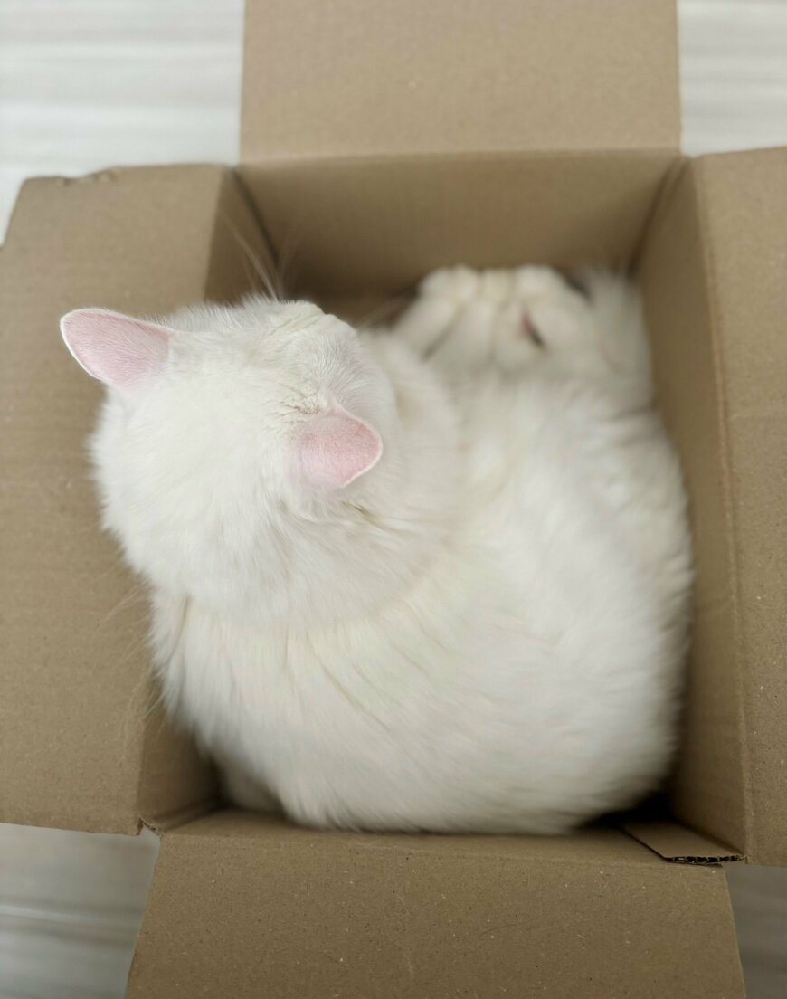 むぎゅむぎゅの猫の手