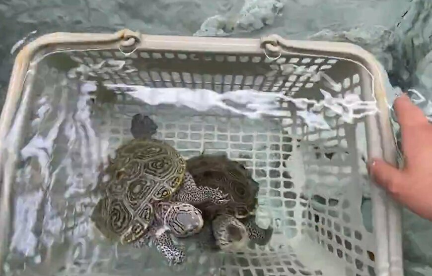 吸い寄せられるように買い物かごに入るカメ