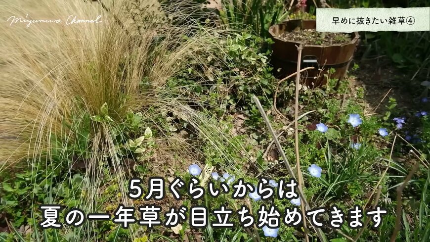 一年草タイプの雑草