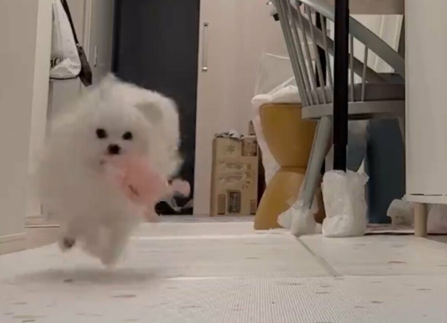 遊ぶポメラニアン