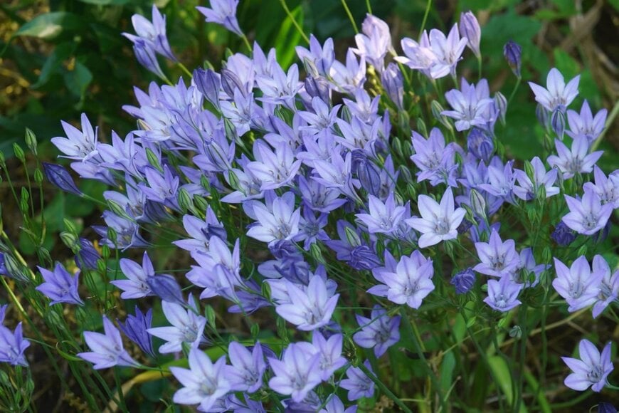 トリテレイアの花が咲いている。色は薄い青紫