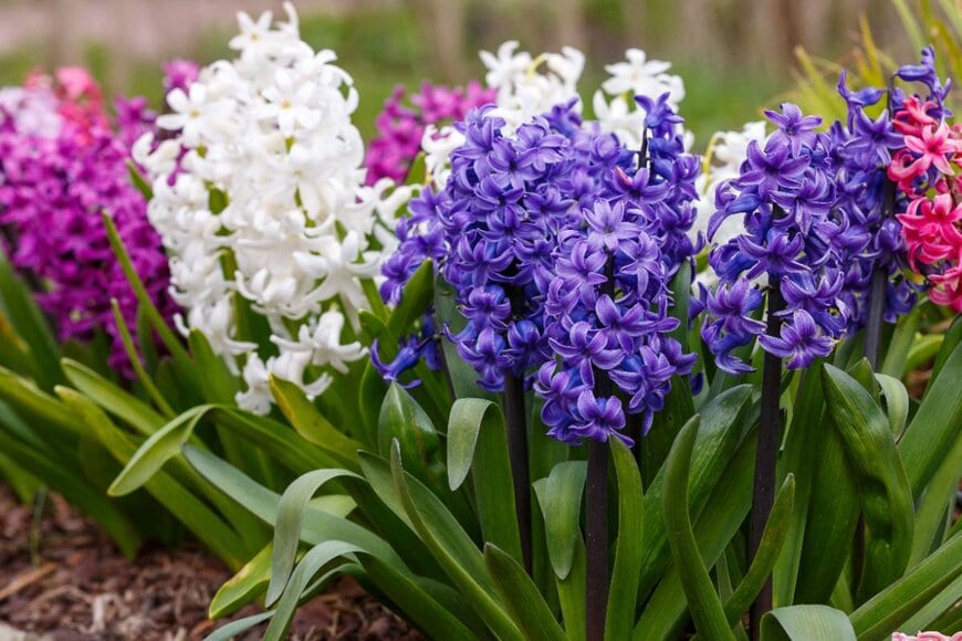 紫、白、ピンクのヒヤシンスの花