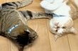 【何回も見ちゃう】先住猫VS保護猫の「優しすぎる猫のプロレス」に思わず笑ってしまう