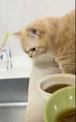 「飼い主はミタだね」台所でコソコソしている猫を見ると…予想外の展開に笑ってしまう