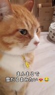 まんまるフォルムの元保護猫ちゃん→「虚無顔」で座る姿が《まるで雪だるま》カメラ目線もかわいくて話題に！