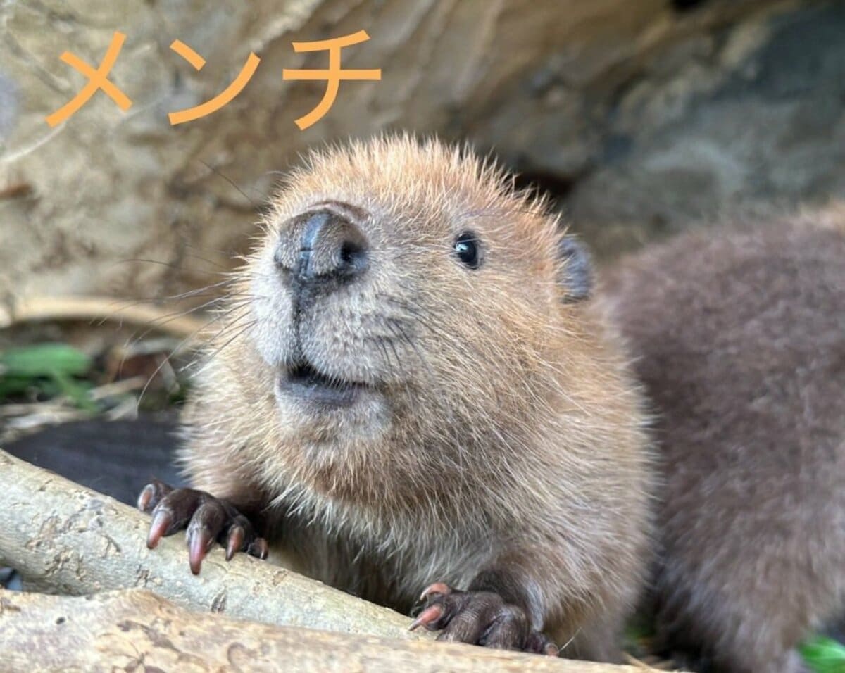 埼玉県】東武動物公園でお目見え！「チビーバー」のスリーショットが